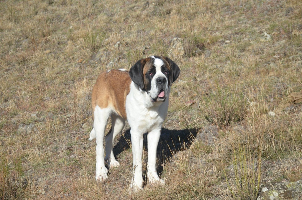 Umi De La Route Des Garrotxes